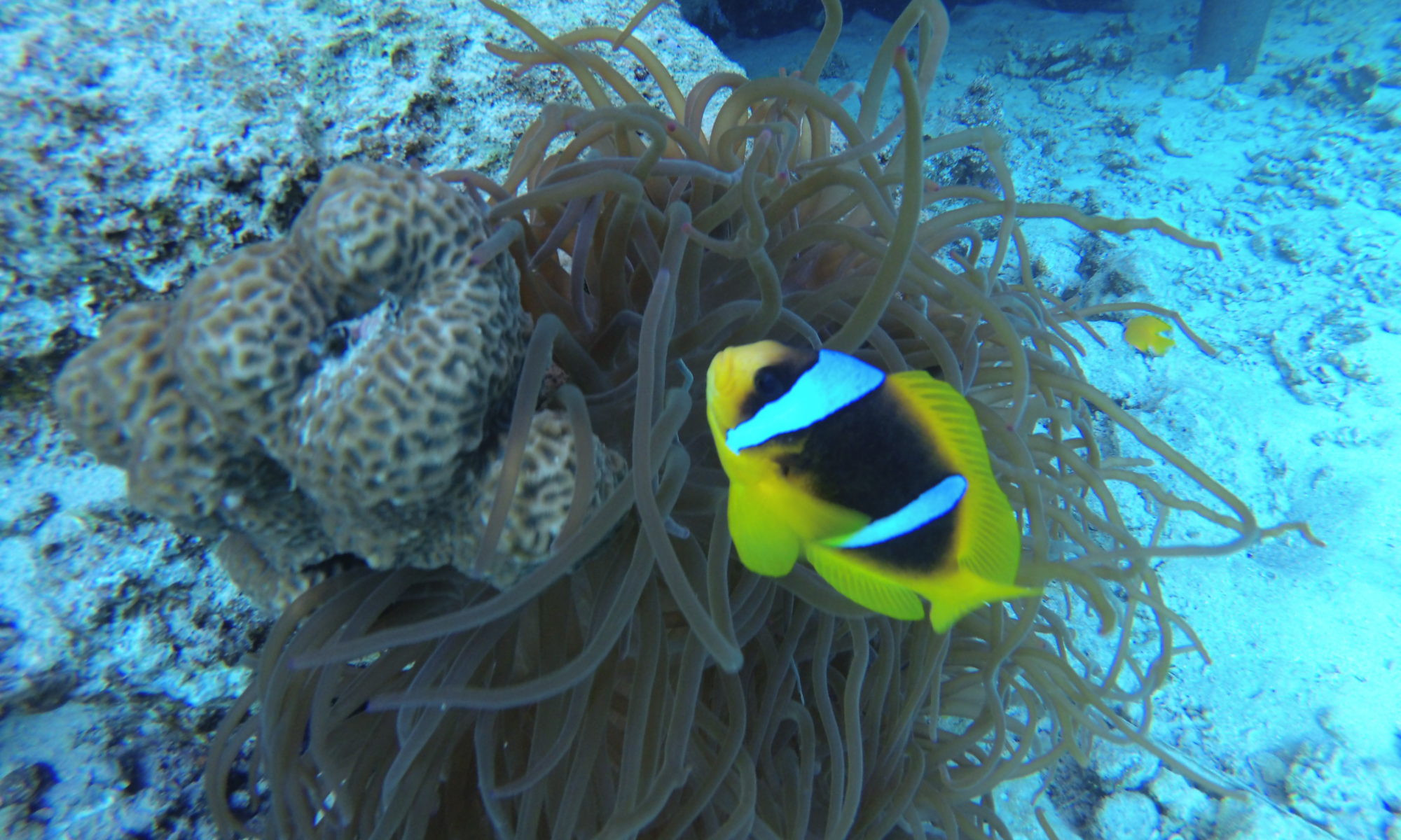 Nemo Clownfisch