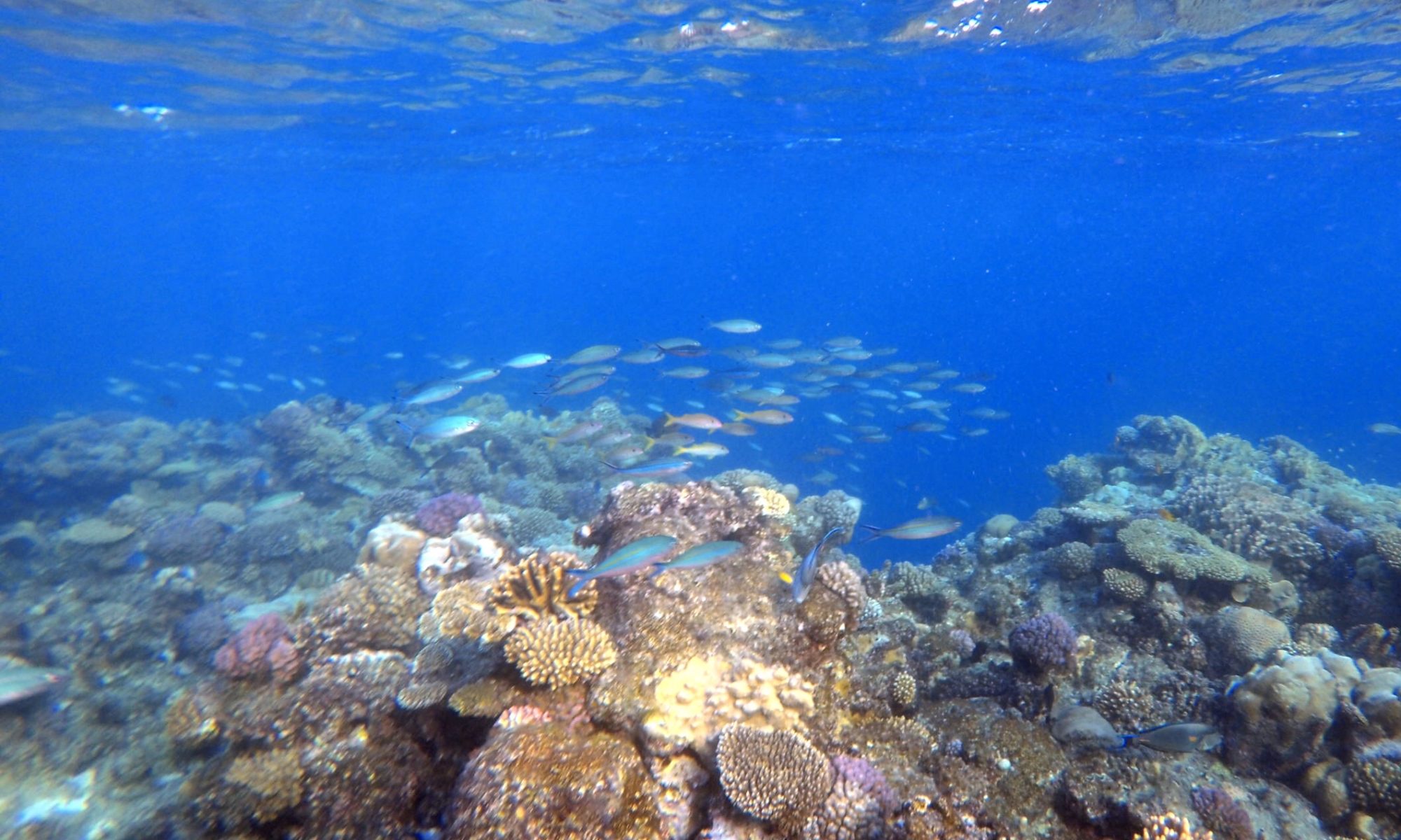 Red sea corals