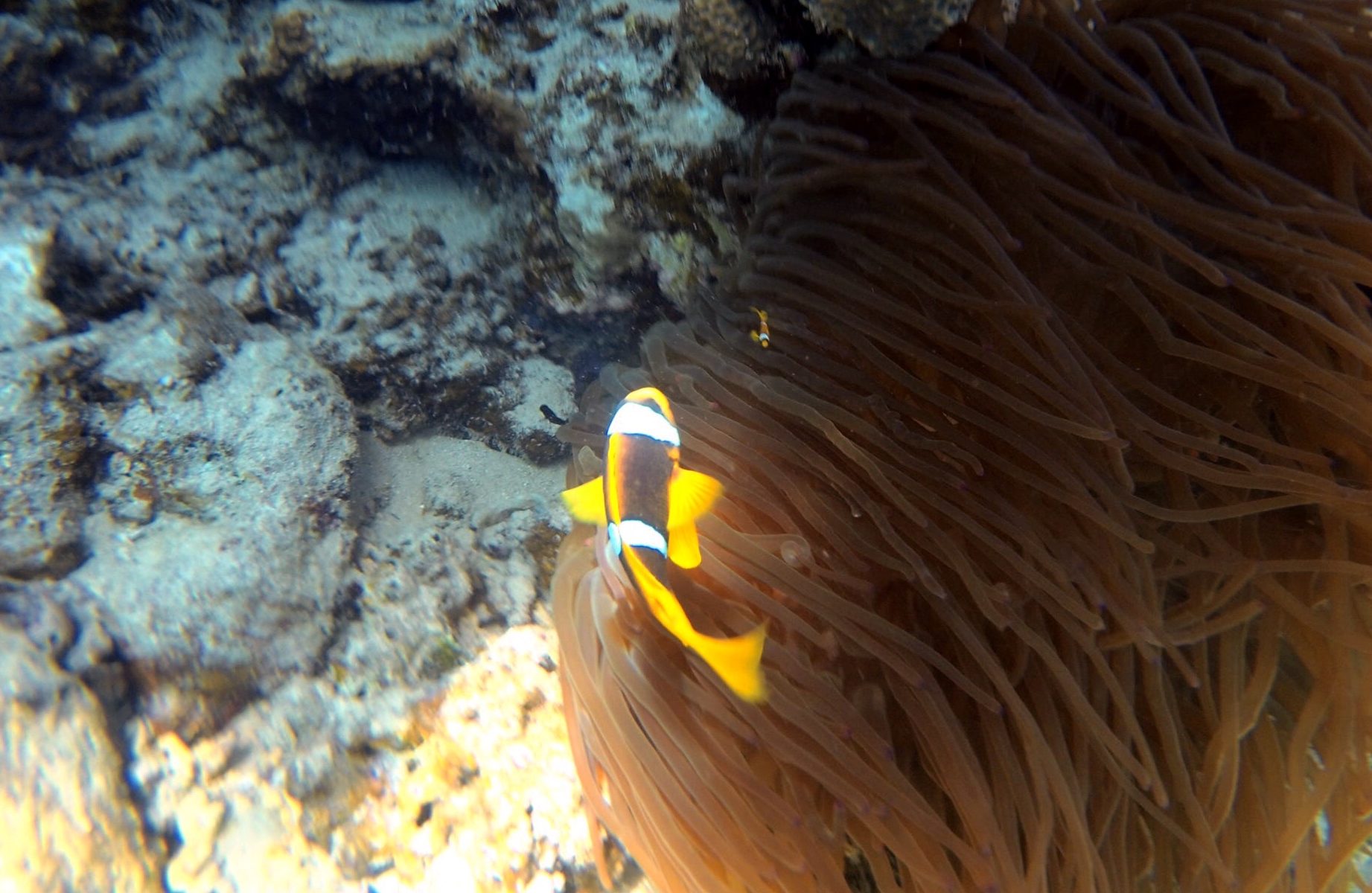 Nemo Clownfisch