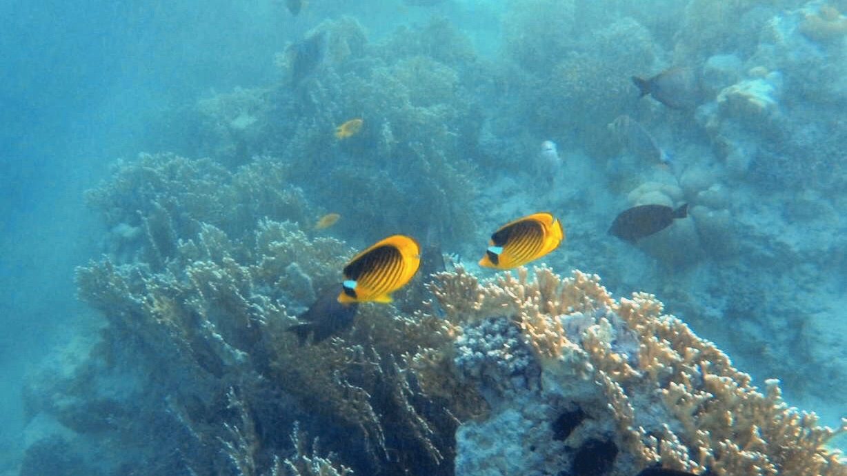 Butterflyfish